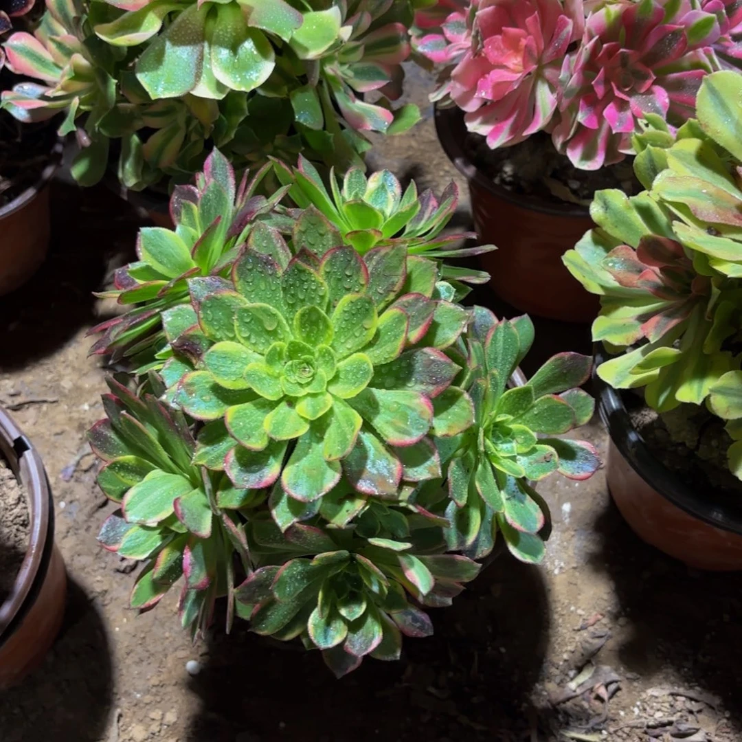 万花筒9.9多肉植物
