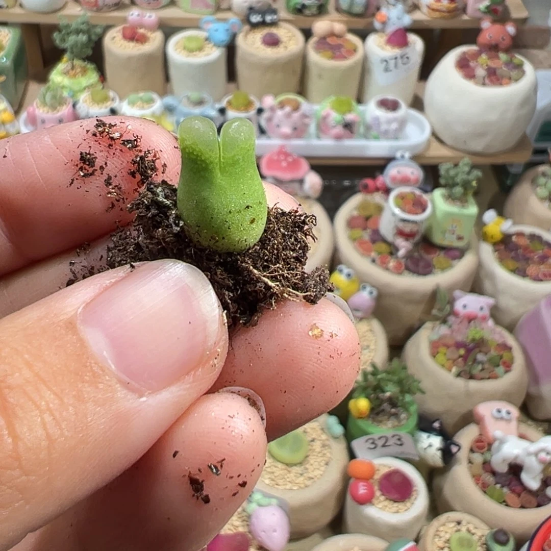 _****堡多肉植物337号小奶瓶