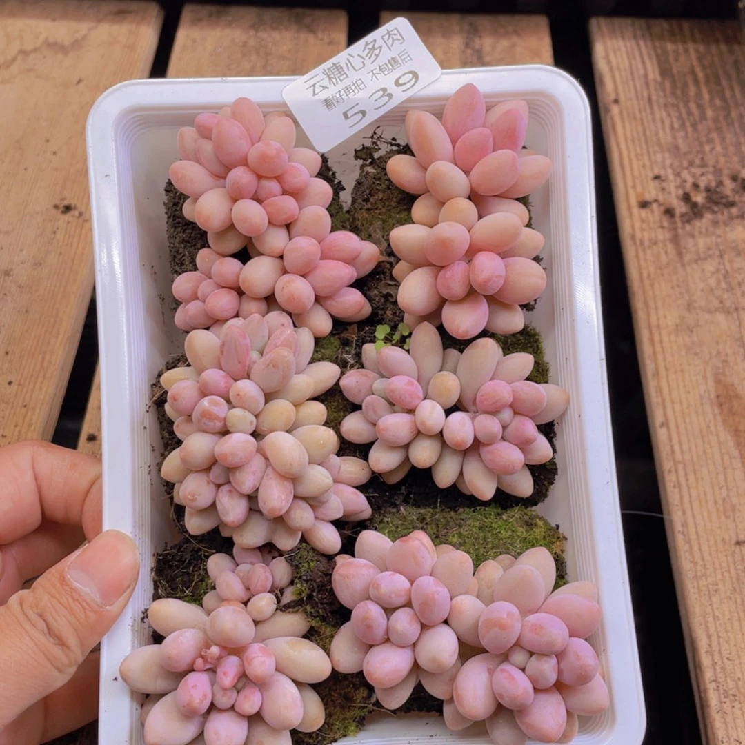 云糖心多肉植物539