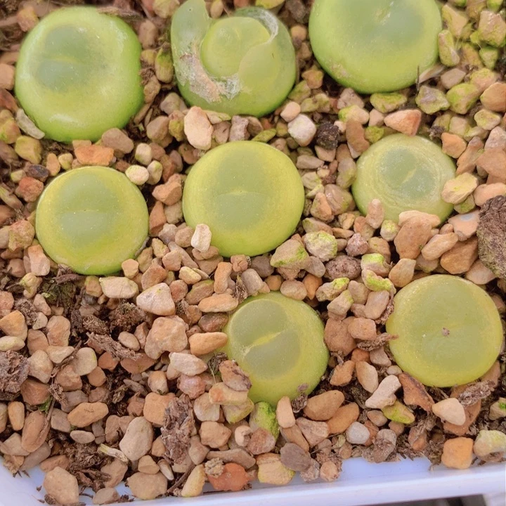 145555555586888858688868666866