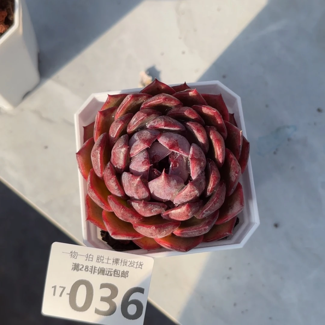 蓝莓多肉多肉多肉