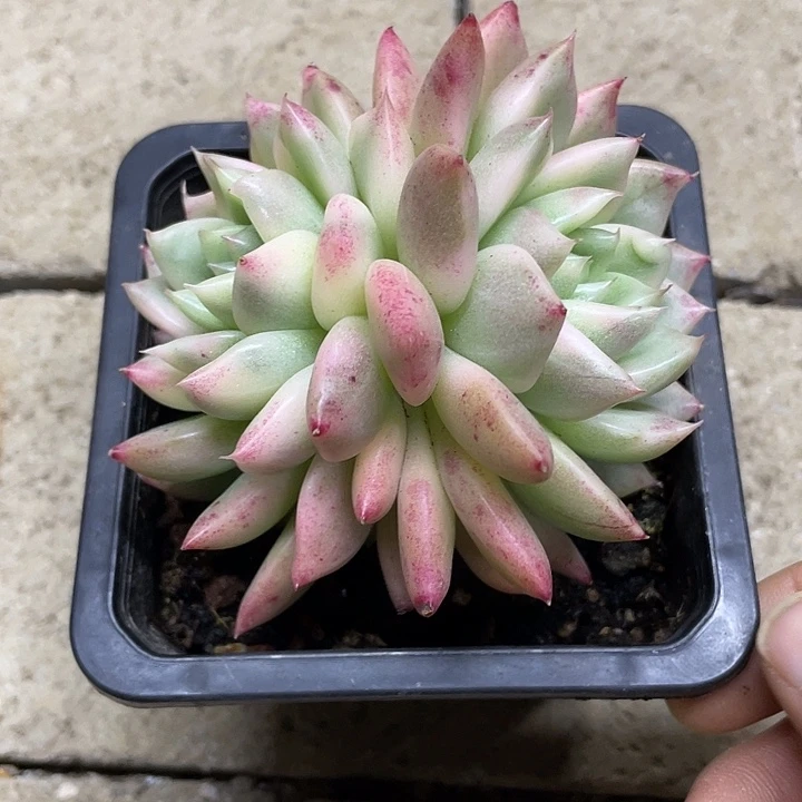 冰心公主锦一物一拍