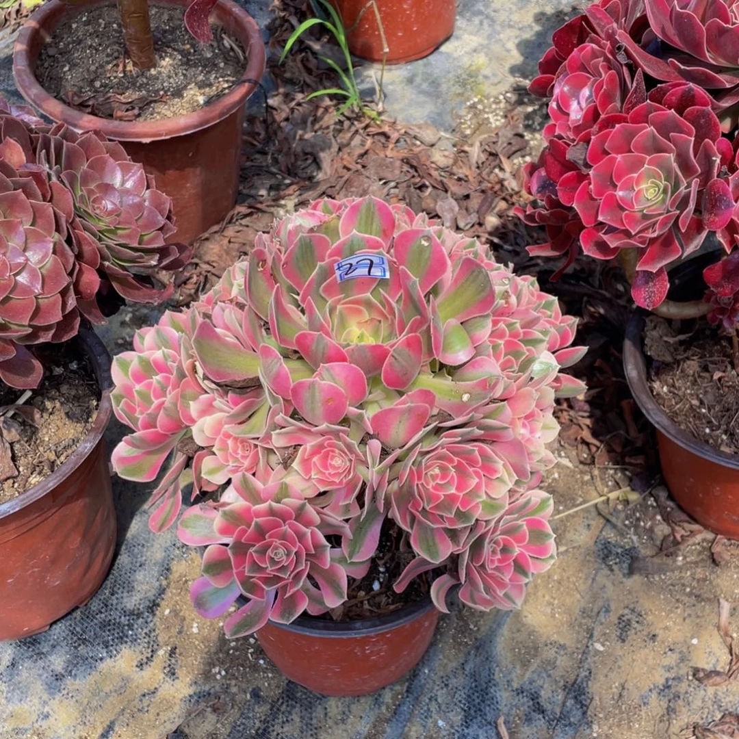 27鲜花老桩鲜花老桩