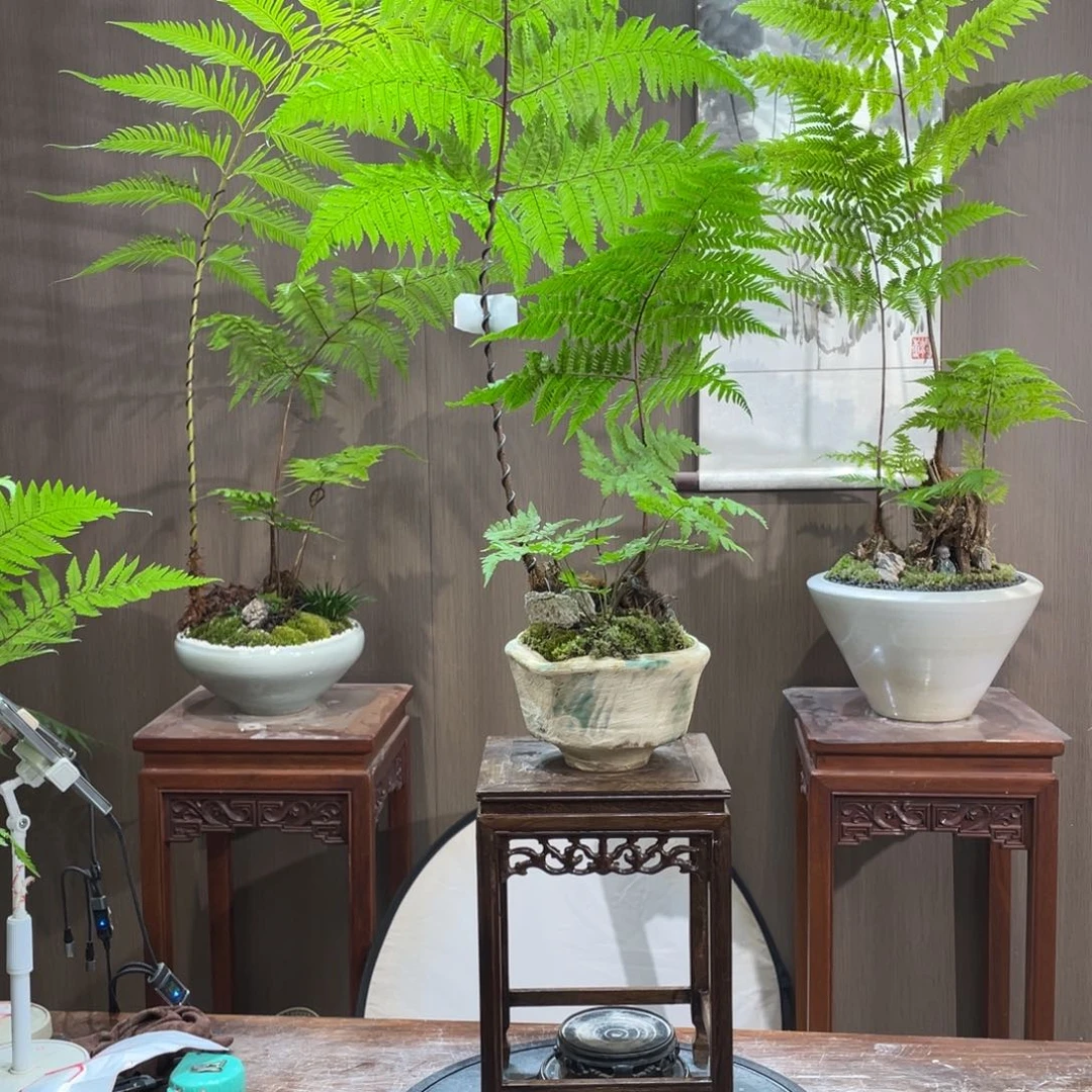 【闪购商品】不开花植物菲****店蕨类