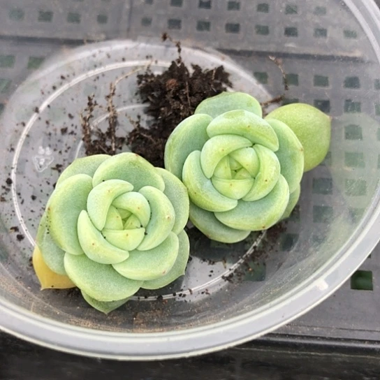 喵***唔145许仙t31珍妮饭盒一组两颗