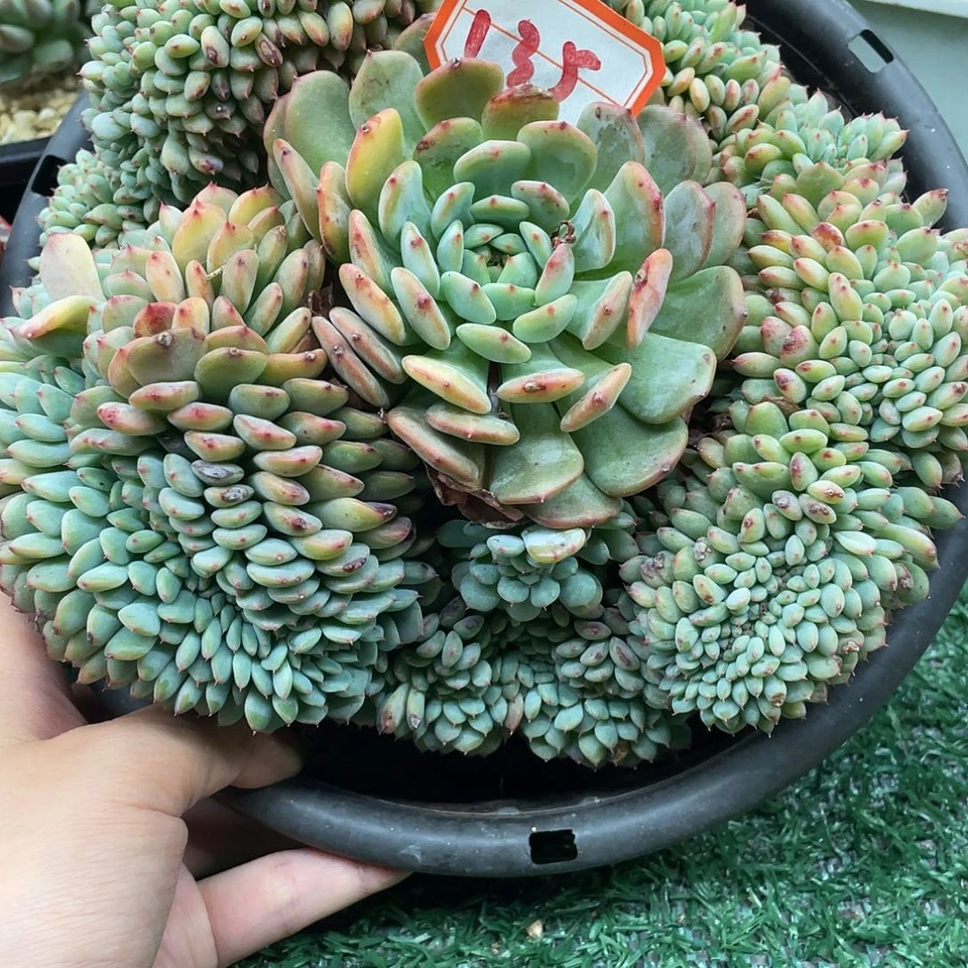 135一物一一拍一拍