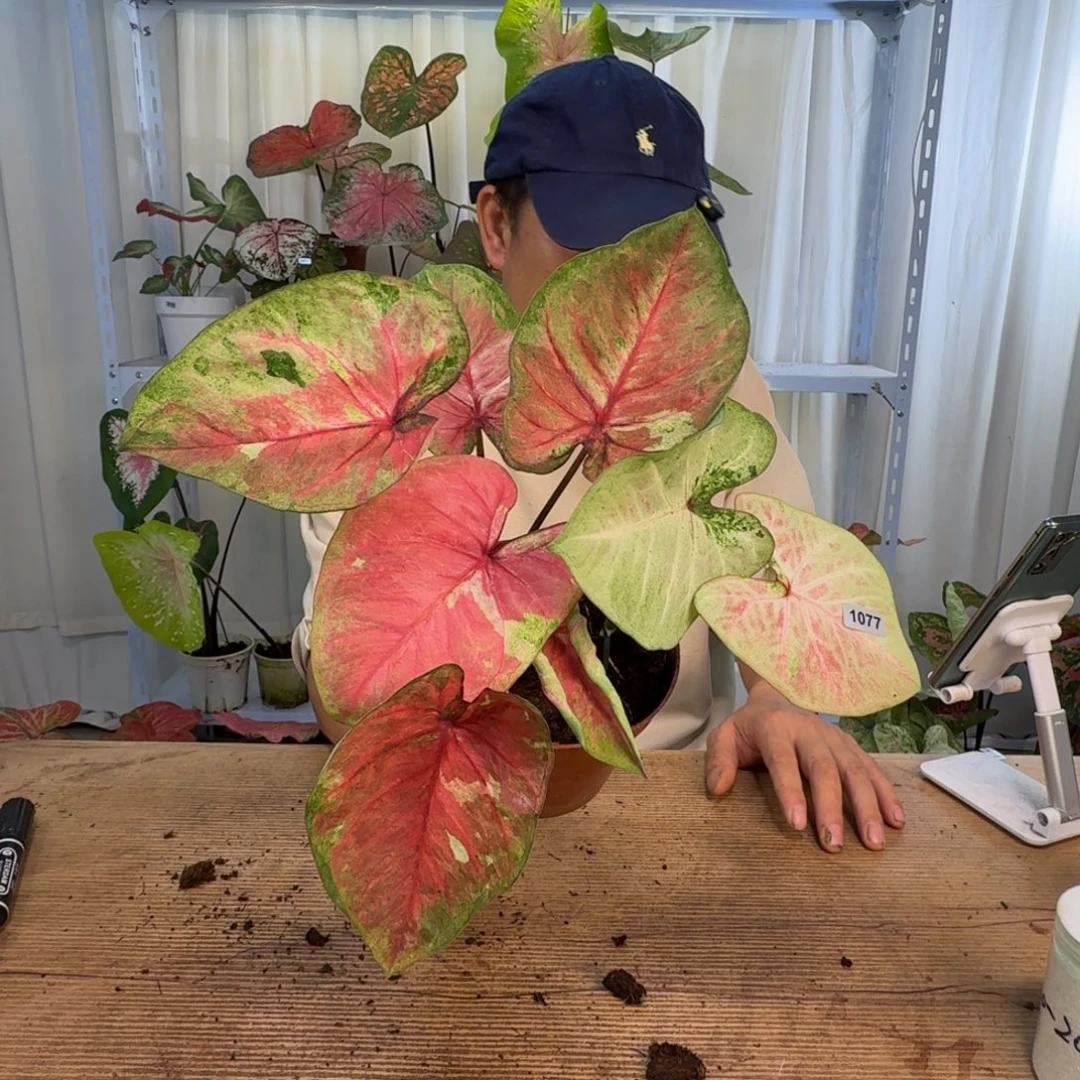 无花朵水墨画   1077