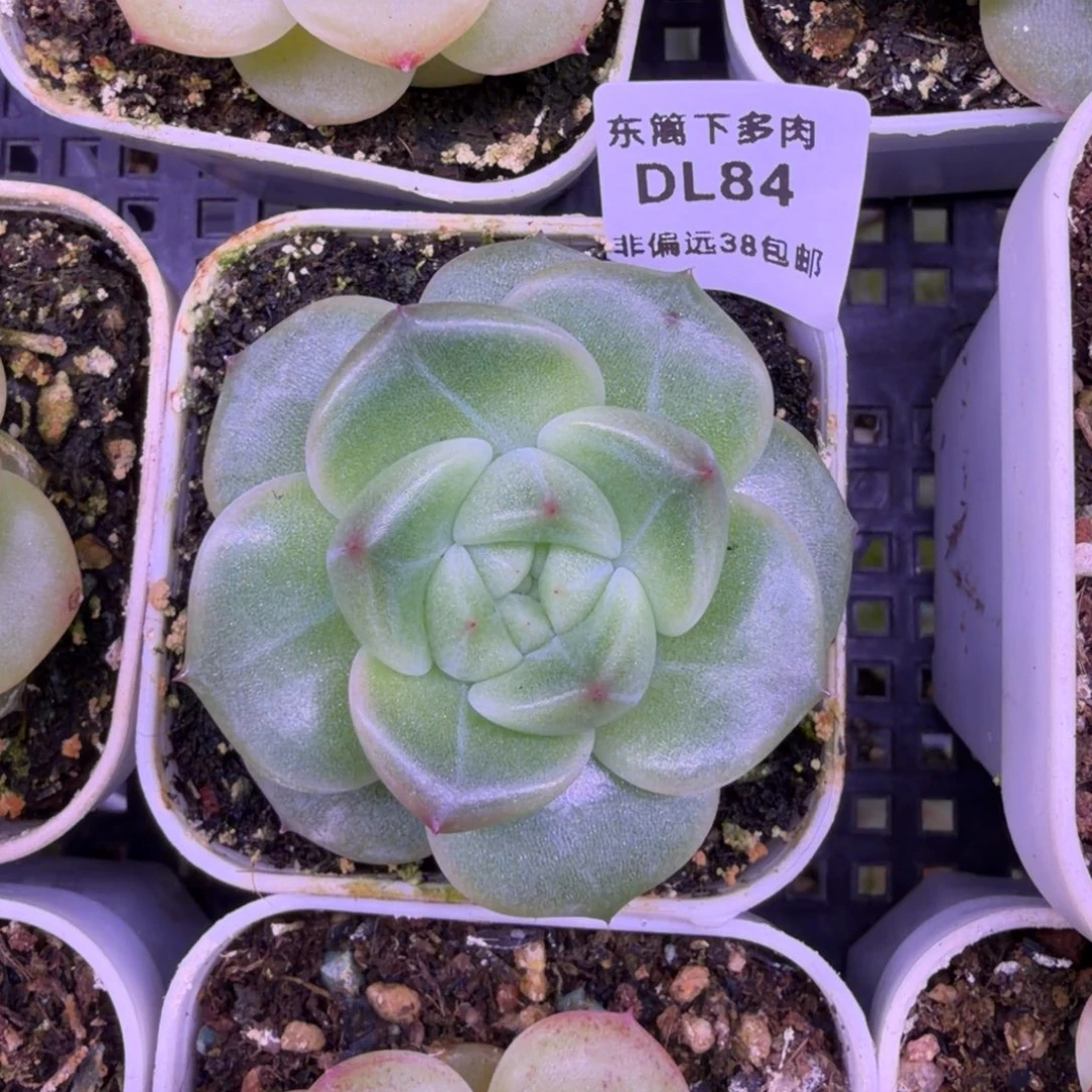 ****嗷东篱下多肉植物哈哈哈84