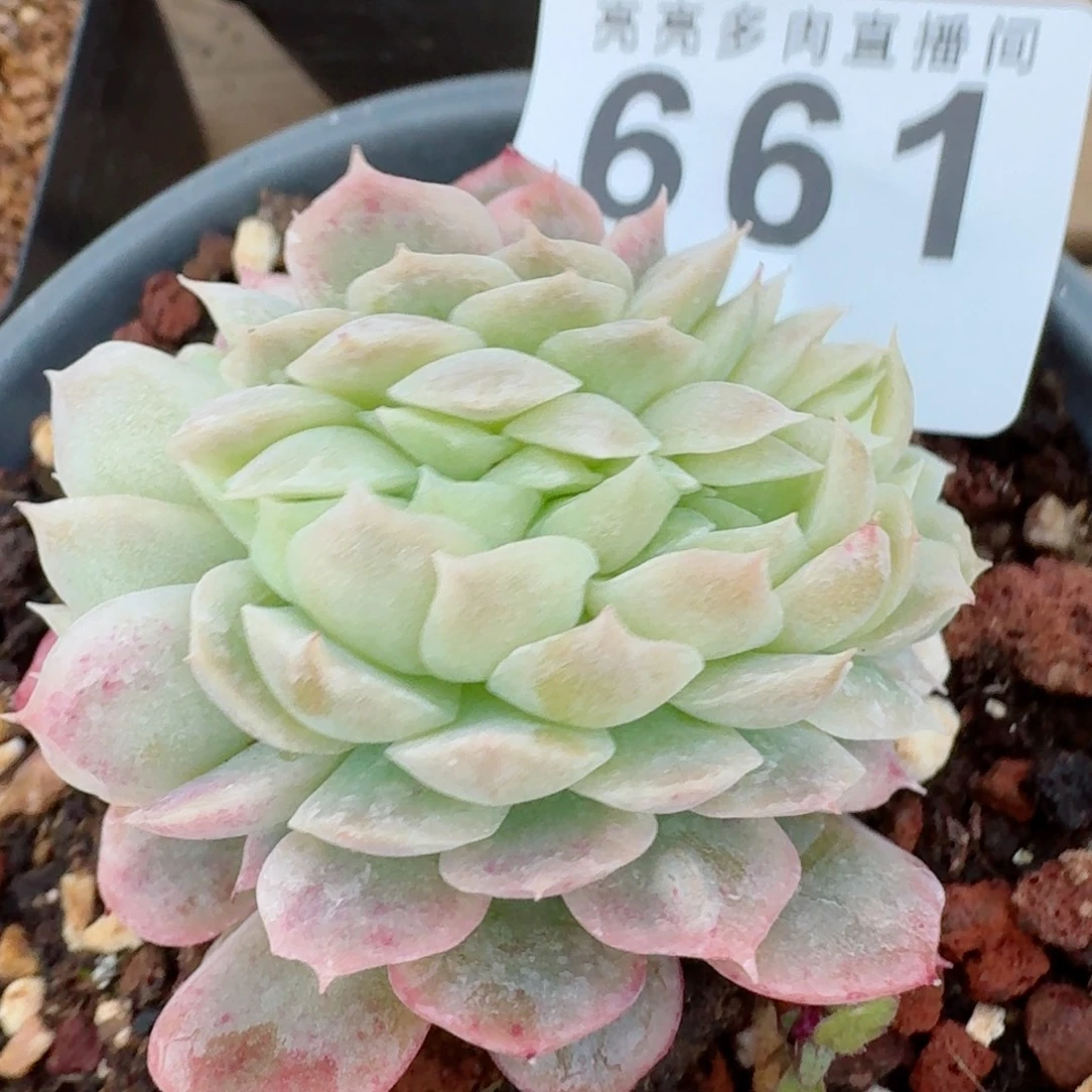 泡泡纱裙缀化           精美多肉