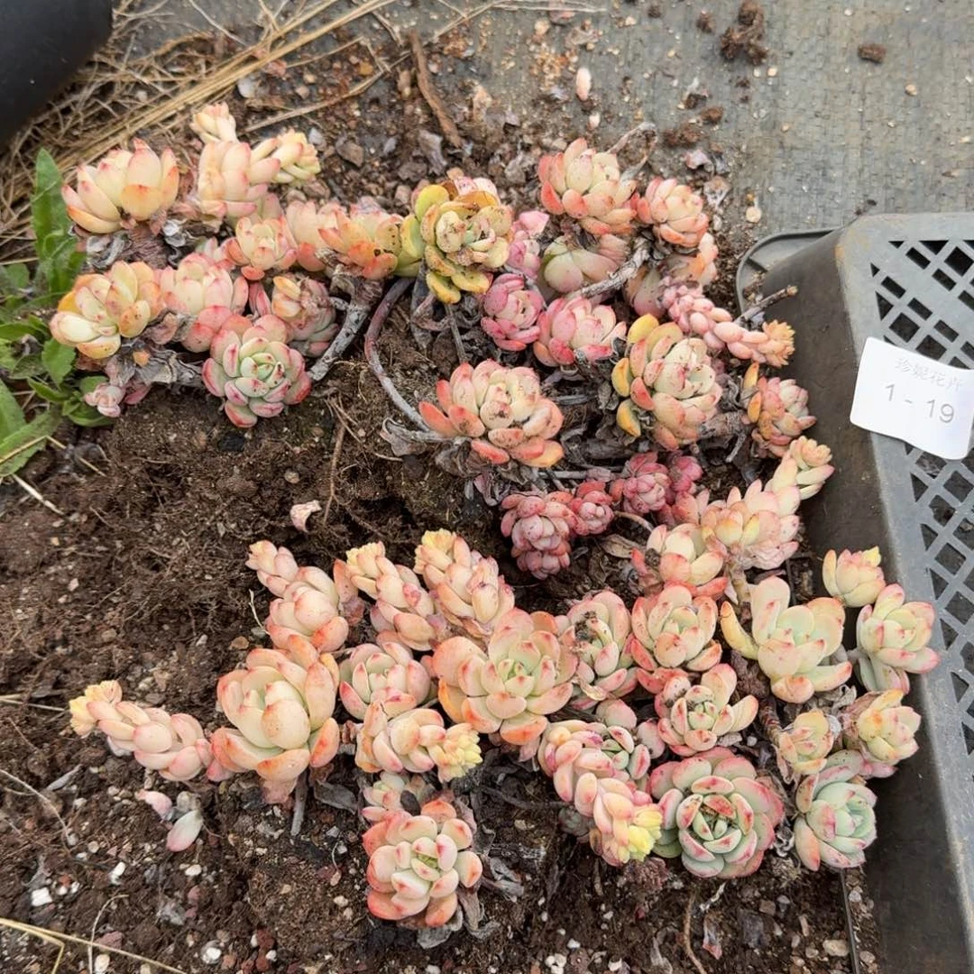 傲霜不保整群四颗1-100