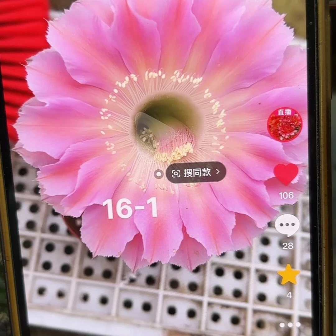 16-1彩无根侧20包邮14