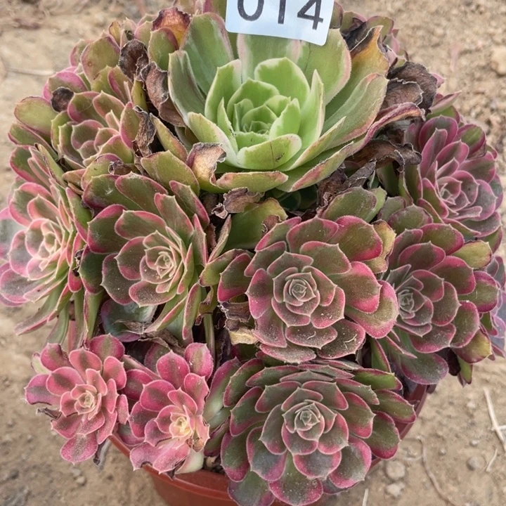 无花朵014多肉植物安娜