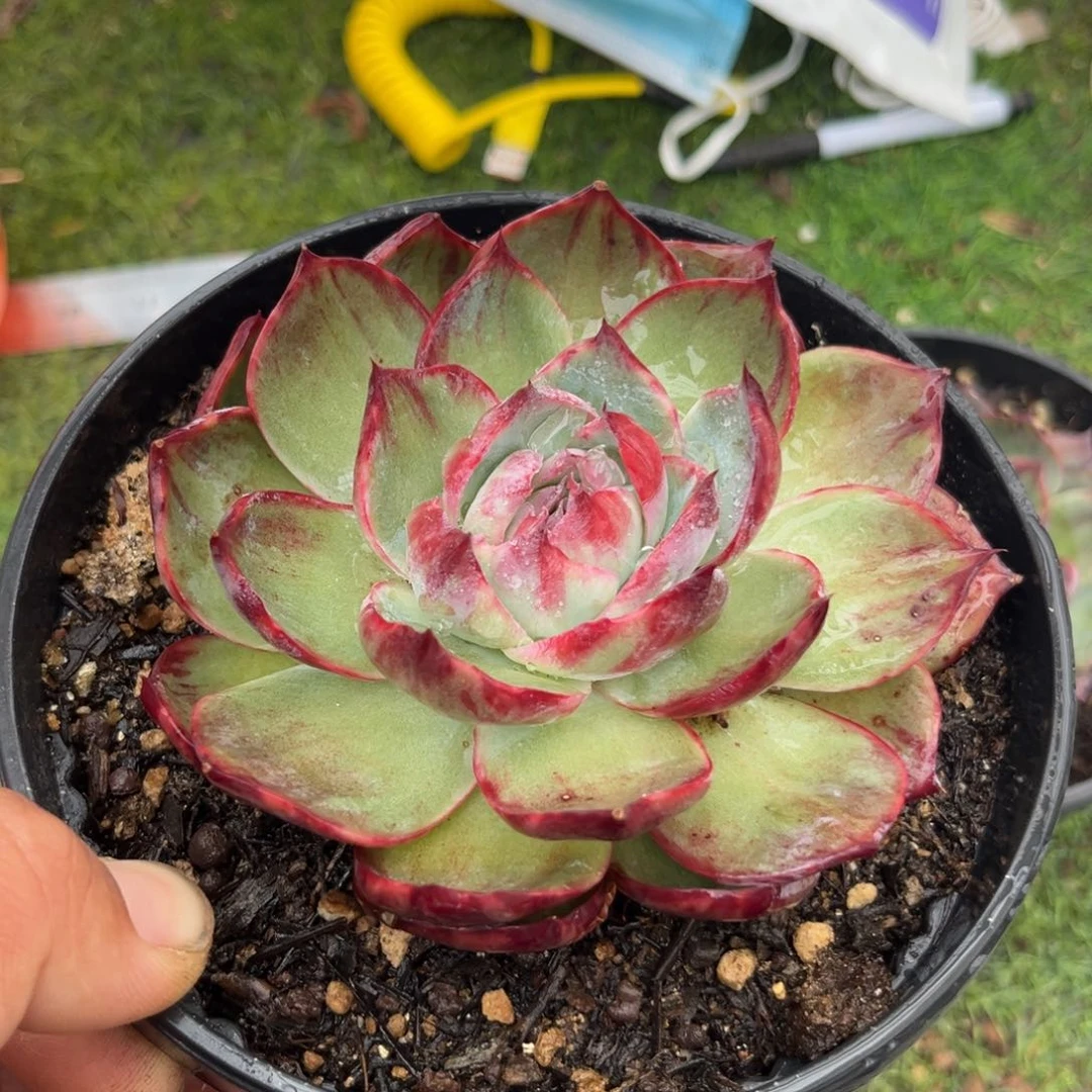 净***莲惊鸿仙子多肉植物909
