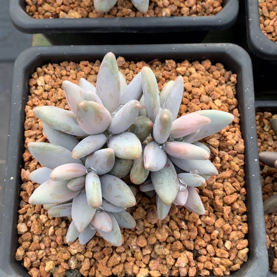 我们家的小姐姐们