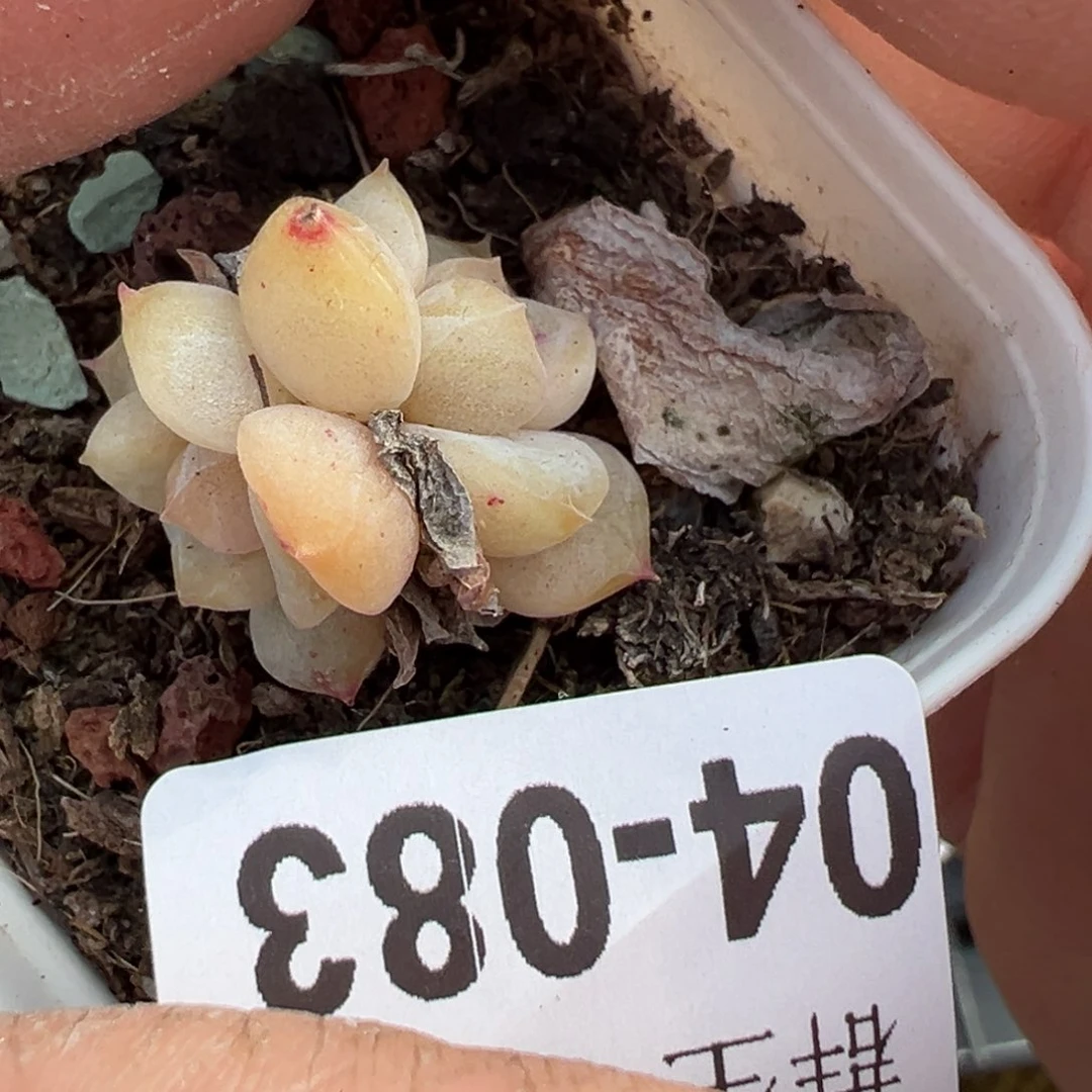 小卡拉米糖心一物一拍4-83