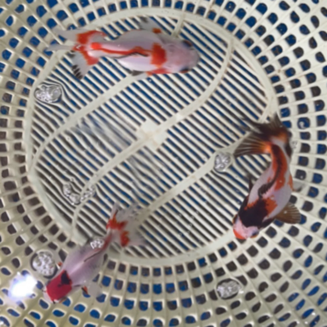 观赏鱼活体直播间链接