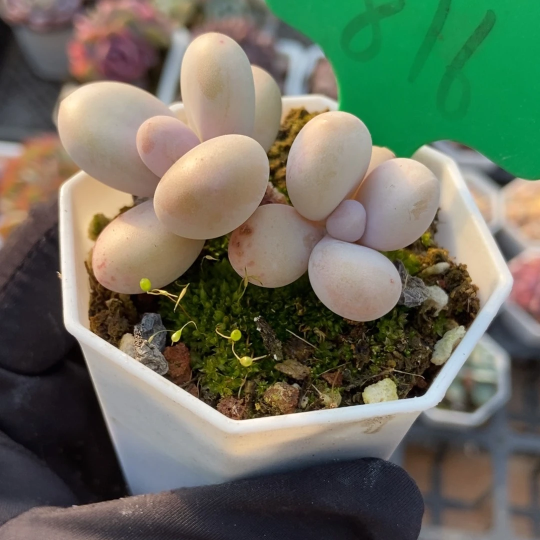 816彩虹奶多肉植物