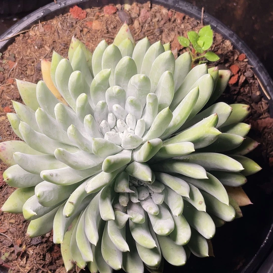 拇指杂交多头846