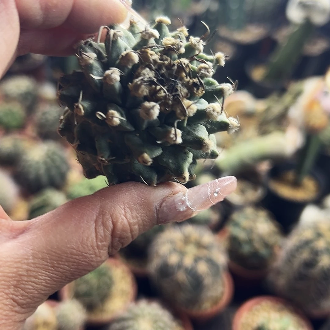 燃*赤花娇丽仙人球111111111