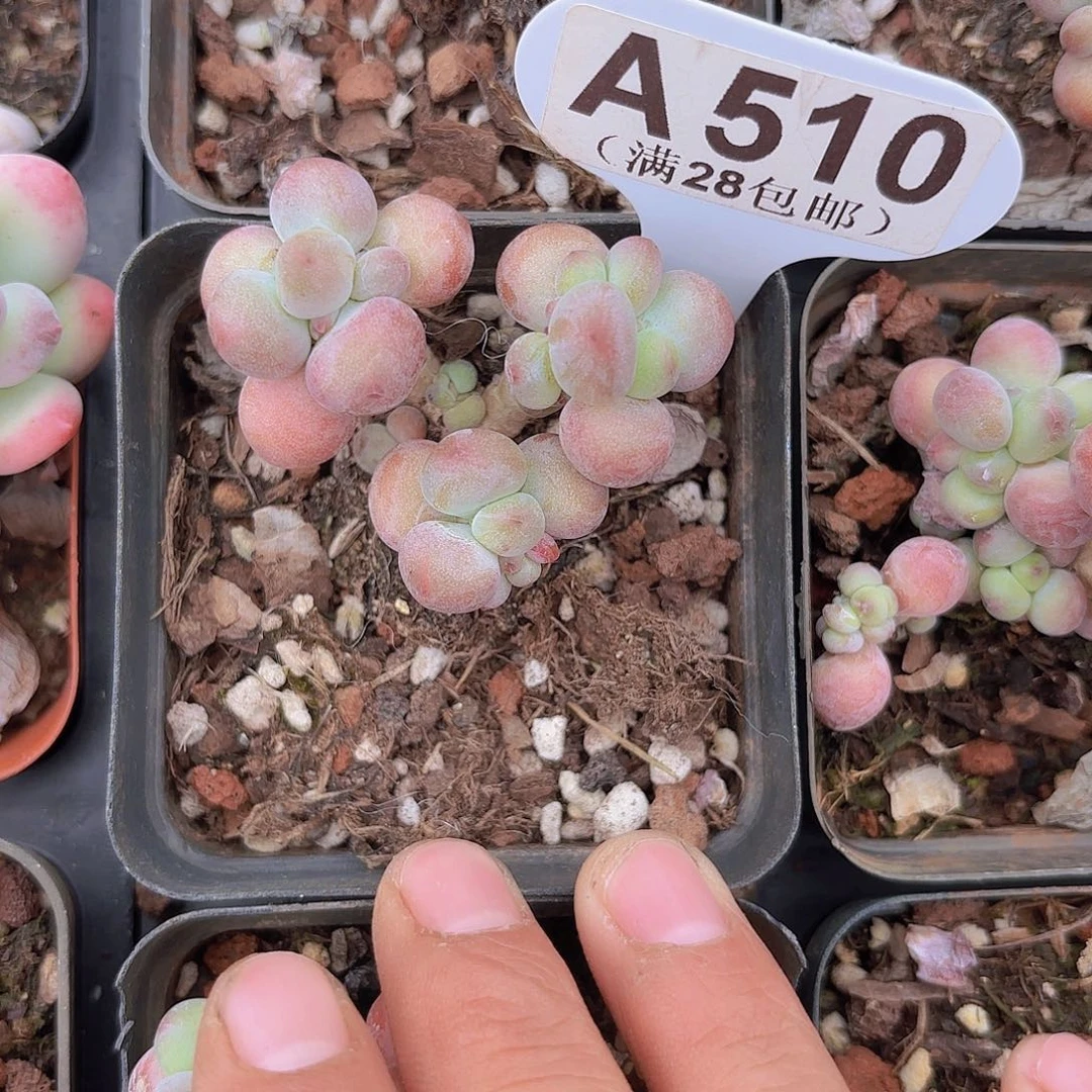 A510苹果奶一物语拍