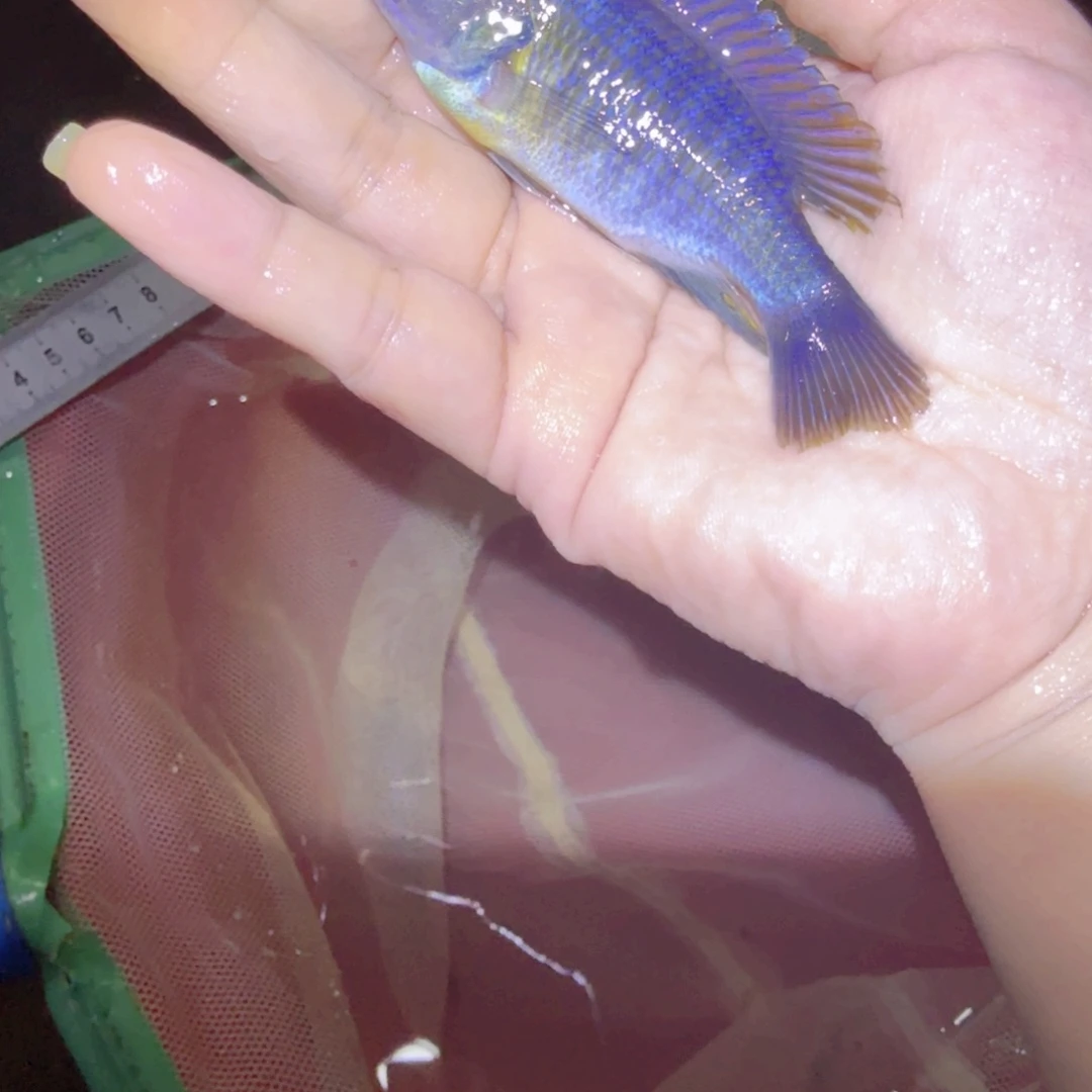 ****玩慈鲷鱼纳坎小丑9厘米