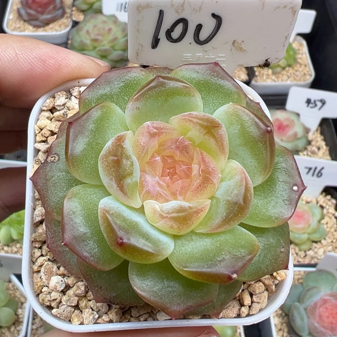 100号无尽灯 晗雨多肉