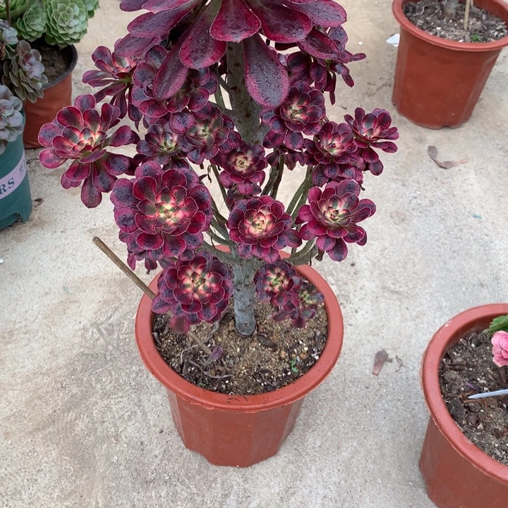 半***过238香奈儿多肉植物特价