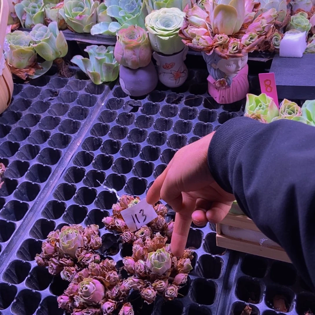 夏***雨山地玫瑰多肉植物花卉113