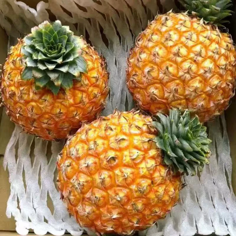 【京东顺丰次日达】西瓜凤梨水果香甜多汁水润1件7斤起辽宁发货芒果凤梨海南省