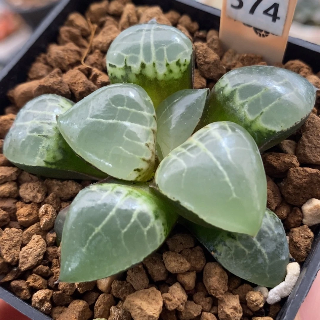 574月光女神一物一拍