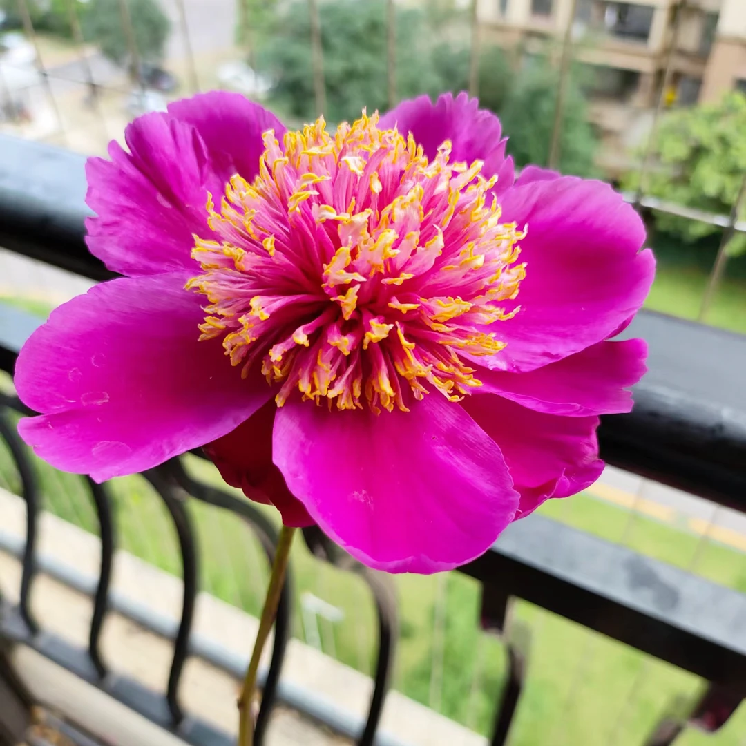【芍药-金光闪烁】盆栽洛阳观赏芍药原盆原土赏花基地直发（3加仑盆）
