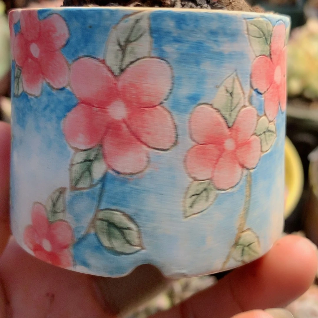 【闪购商品】M****?姜可爱盆