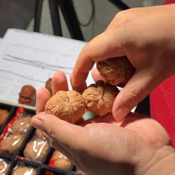 把件文玩核桃510号42mm全品平谷元宝