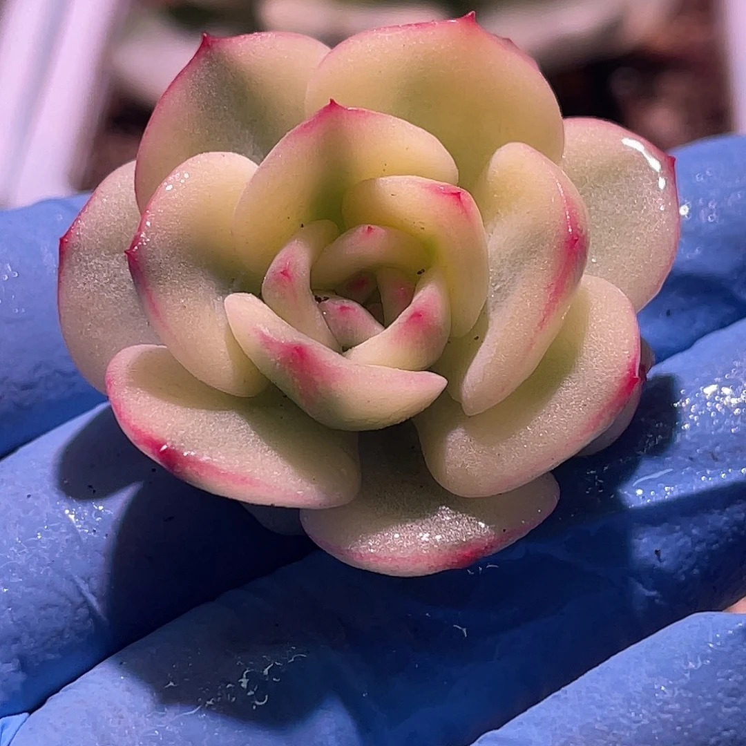 尚品园艺开播福利锦头盖