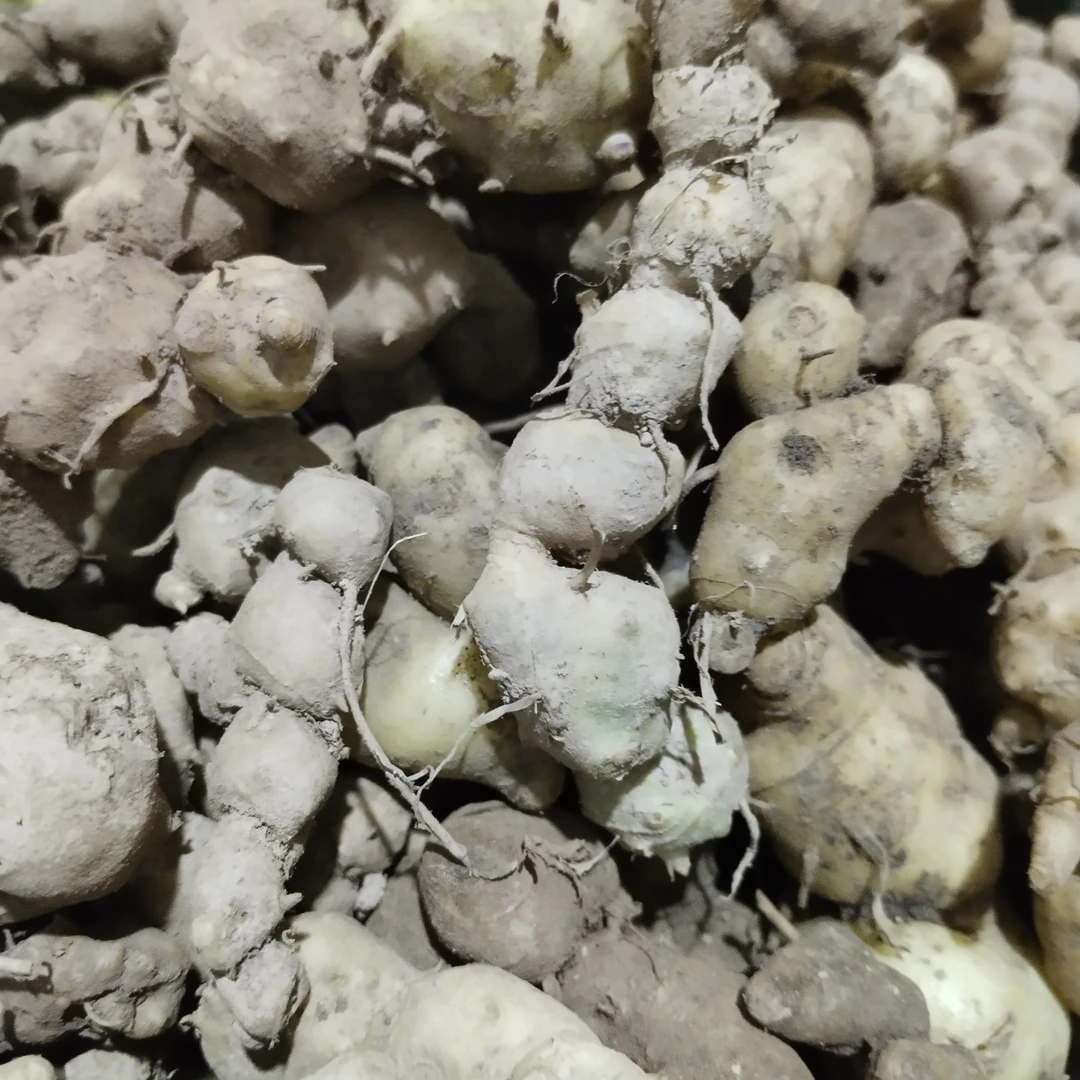 10千克小个头老虎姜玉竹新鲜现挖支持现称现挑