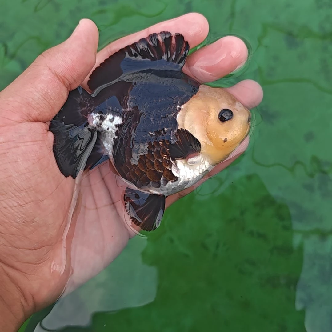 玉面黑袍玛丽泰狮金鱼
