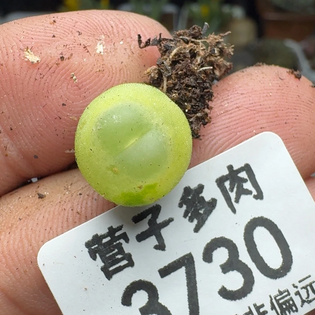 拉登1.1。            脱土