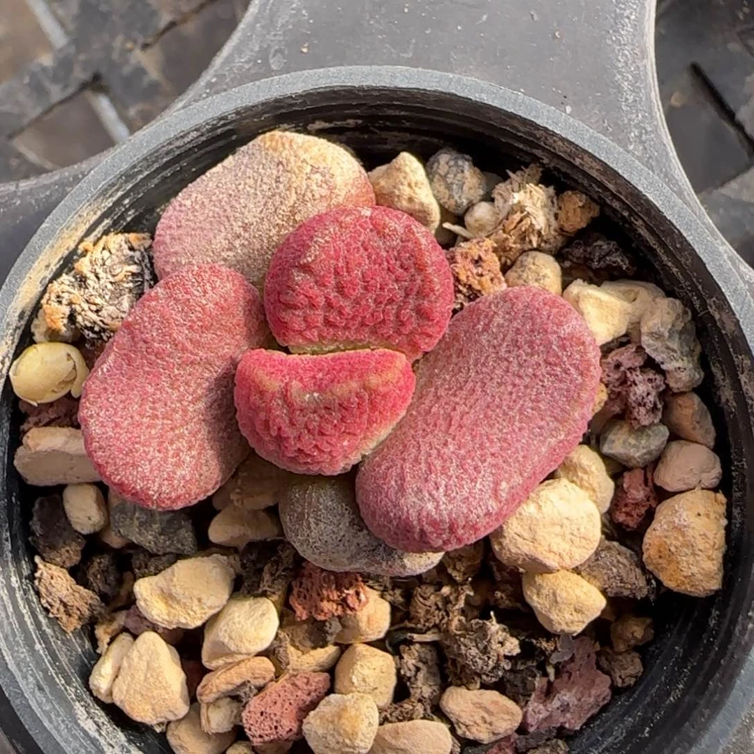 夏娃水泡多肉植物水泡