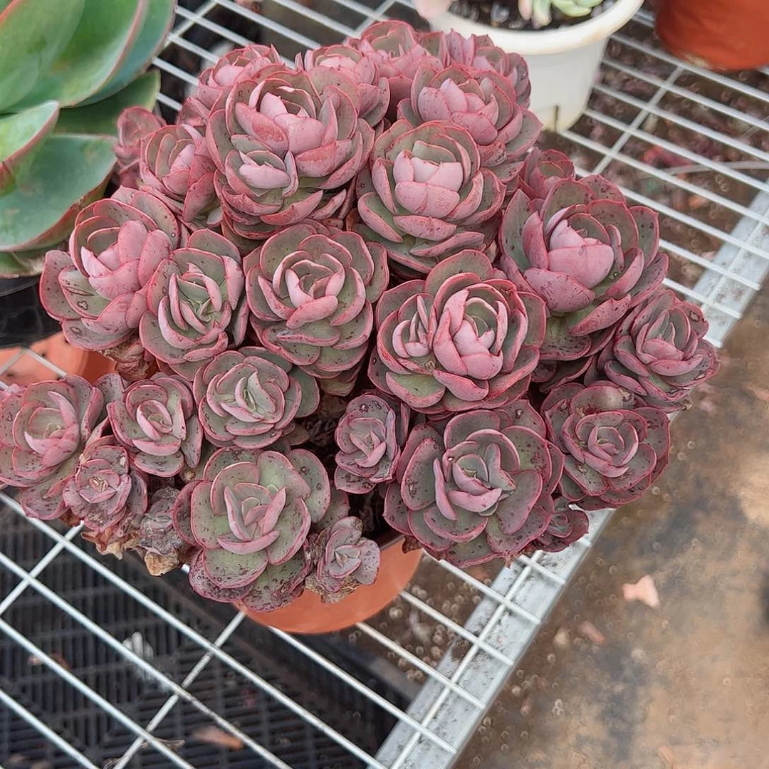 秀妍玫瑰多头大盆