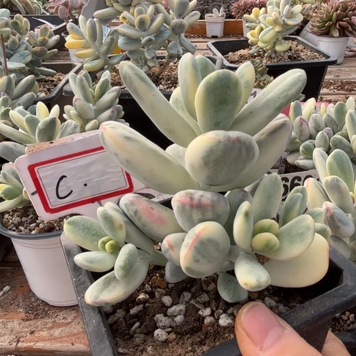 多肉植物乒乓福娘锦