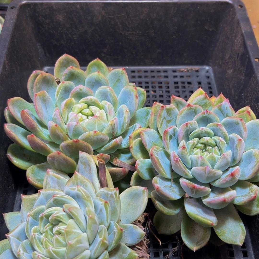 297多肉的我都吃不下了