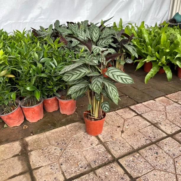 红盆飞羽原盆1个