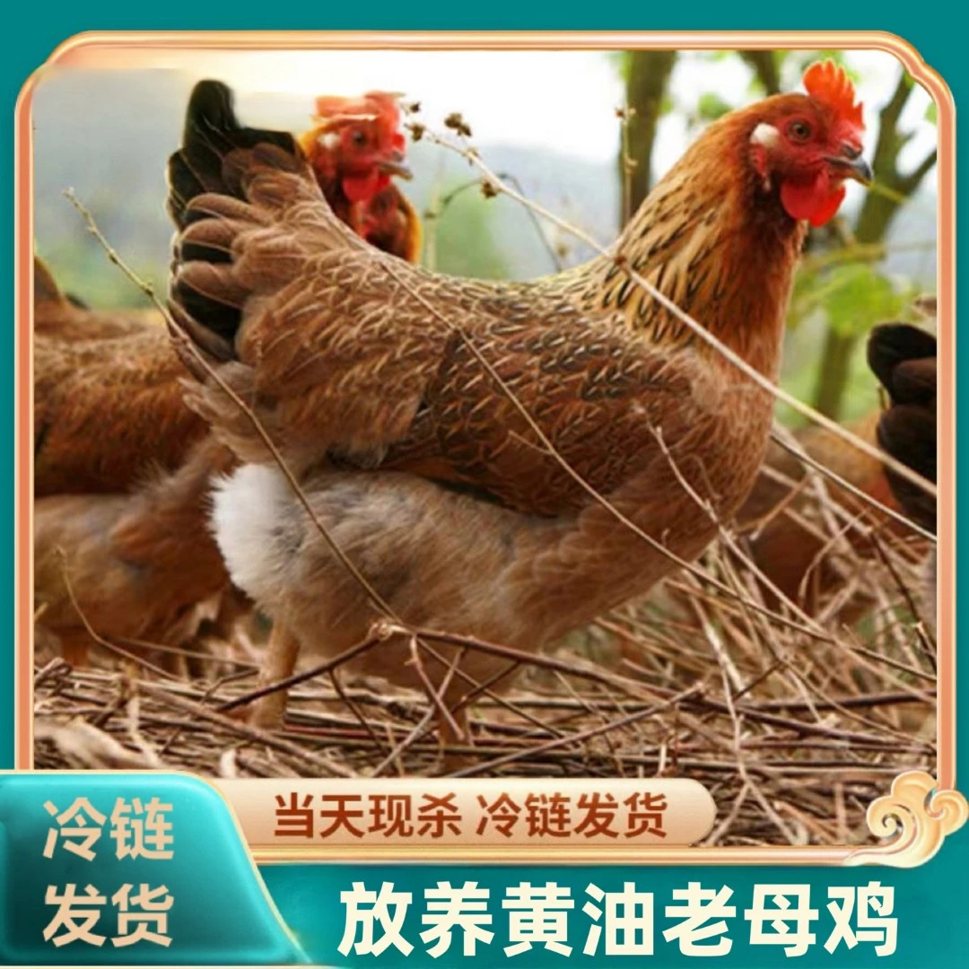 【阿香】买3送1 黄油老母鸡带内脏 到手共4只净重9-10斤试吃一只