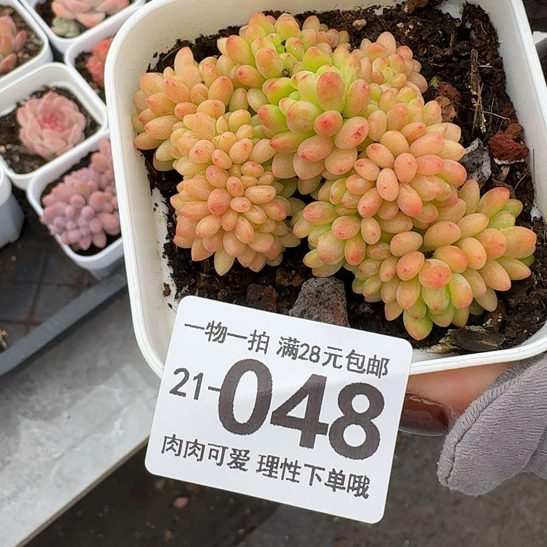 香格里拉缀化无盆土发货