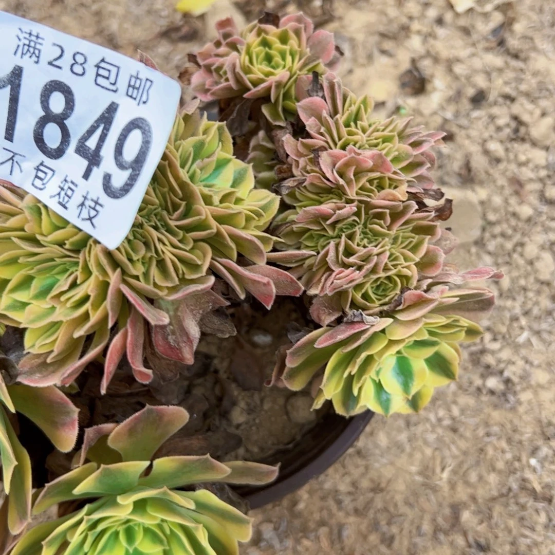 维纳缀多肉植物1849