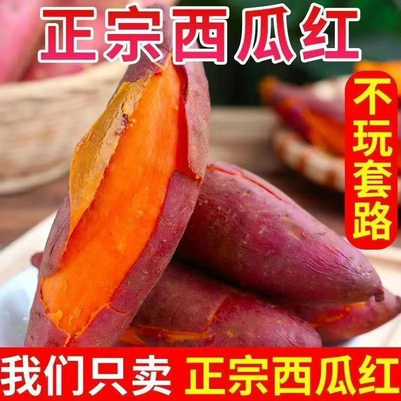 河南内黄中召镇沙地红薯正宗西瓜红新货新鲜现挖现发蒸烤煮甜无丝