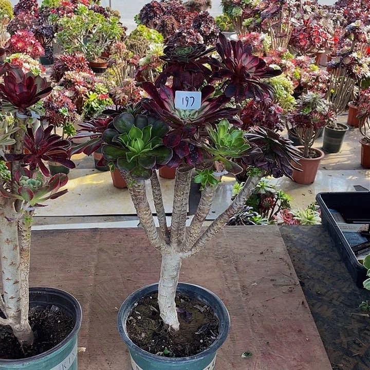 京**水架接法师一个197号