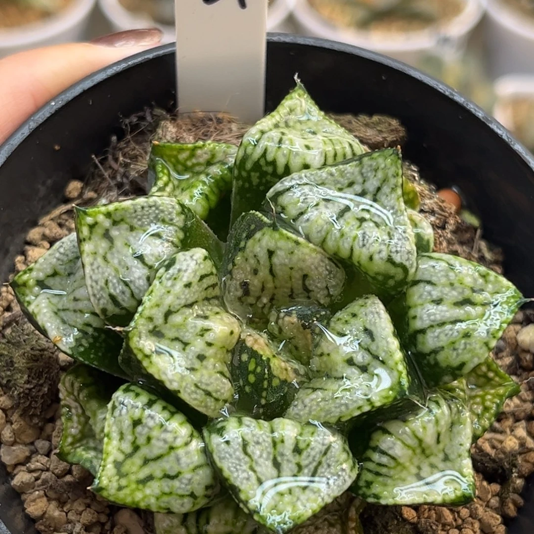 37潘多拉白银福利专场