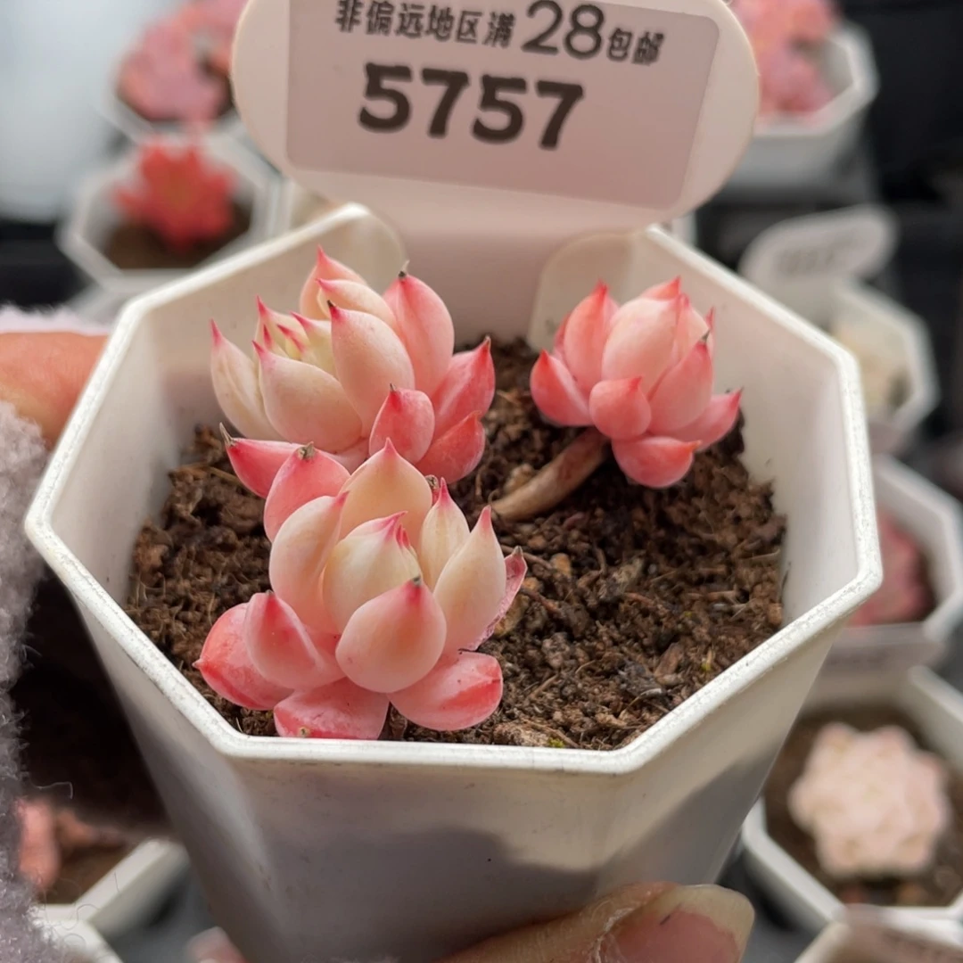 蓝鸟香槟5757-6.0厘米