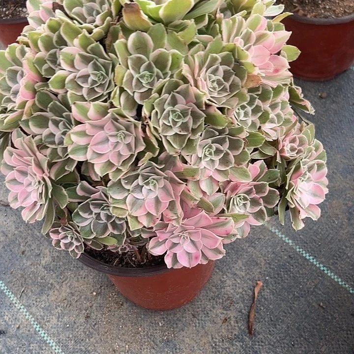 多肉植物男神锦……